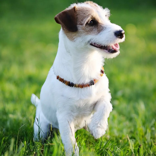 Collier anti-tiques et anti-puces pour chien et chat. Ambre et pierre de Quartz